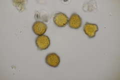Trachyspora intrusa