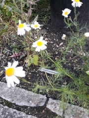 Tripleurospermum inodorum