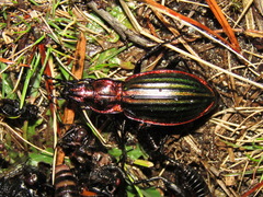 Carabus lineatus lateralis