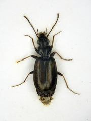 Syntomus obscuroguttatus
