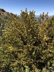 Phoradendron leucarpum tomentosum