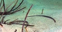 Syngnathidae
