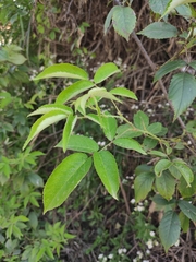 Rosa multiflora cathayensis