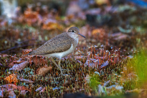 Andarríos chico (Actitis hypoleucos)