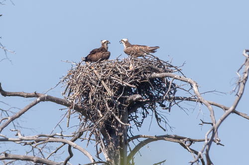 Águila pescadora (Pandion haliaetus)