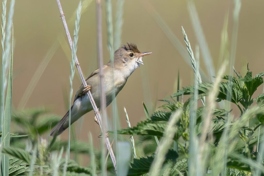 Marsh Warbler