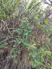 Rosa multiflora cathayensis
