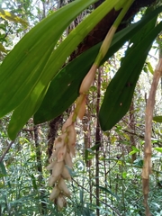 Bulbophyllum occlusum image