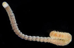 Lumbrineris perkinsi