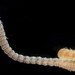 Lumbrineris perkinsi - Photo (c) smithsonian_marinegeo, some rights reserved (CC BY-NC-SA), uploaded by smithsonian_marinegeo