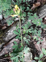 Chamaecytisus supinus