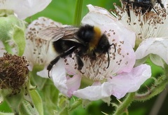 Bombus vestalis