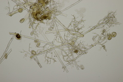 Peronospora sordida