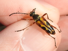 Typocerus octonotatus
