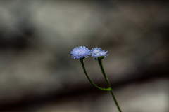 Ageratum gaumeri