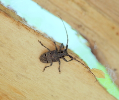 Mesosa curculionoides