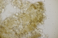 Ceratorhiza rhizodes