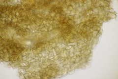 Ceratorhiza rhizodes