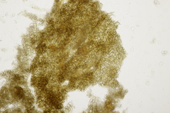 Ceratorhiza rhizodes