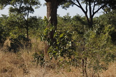 Vangueria