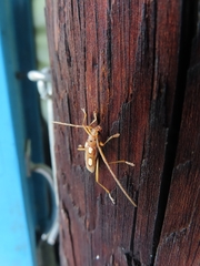 Eburia quadrimaculata