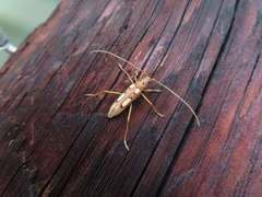 Eburia quadrimaculata