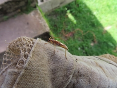 Eburia quadrimaculata