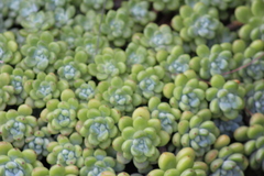 Sedum clavatum