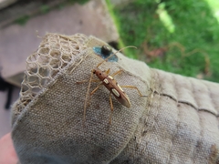 Eburia quadrimaculata