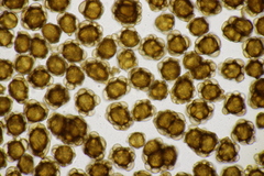 Urocystis alopecuri