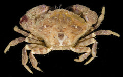 Medaeops granulosus