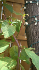 Phytolacca americana