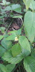 Impatiens parviflora
