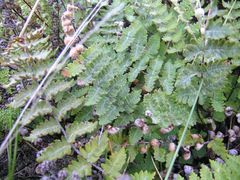 Cheilanthes buchtienii