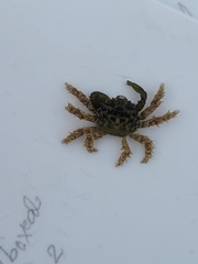 Mithraculus sculptus