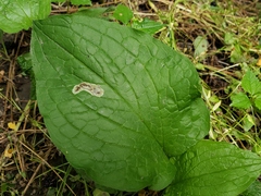 Calycomyza cynoglossi