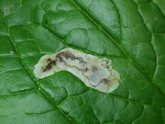 Calycomyza cynoglossi