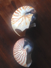 Nautilus pompilius