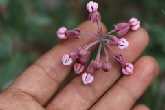Asclepias virletii