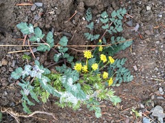 Lomatium martindalei