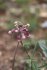 Asclepias virletii