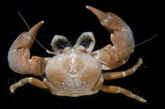 Pachycheles sculptus