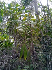 Dypsis nodifera