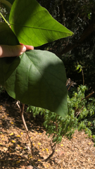 Mallotus paniculatus