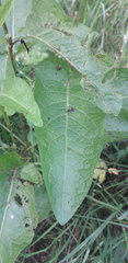 Rumex obtusifolius