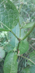 Rumex obtusifolius