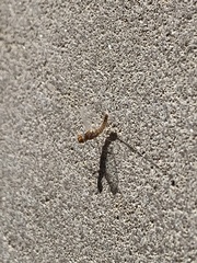 Callibaetis ferrugineus hageni