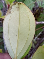 Medinilla