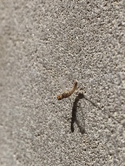 Callibaetis ferrugineus hageni