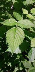 Rubus idaeus